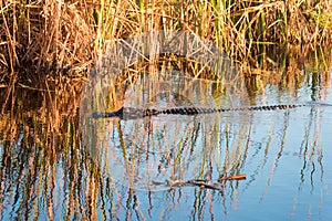 Alligator swimming calmly