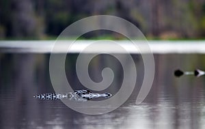 Alligator swimming in dark swamp water