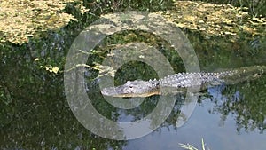 Alligator swimming in the everglades in Florida