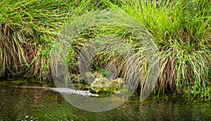 Alligator swimming in Everglades National Park