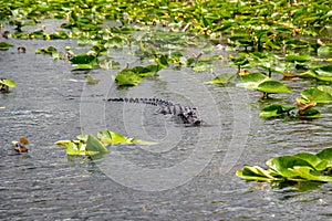 Alligator swimming in Everglades national park wetlands, Florida, United States of America