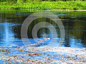 Alligator swimming through floating aquatic vegetation