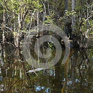 Alligator swimming in Florida Everglades.