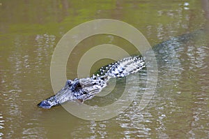 Alligator swimming in the Louisiana Bayou