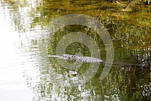 Alligator Swimming In Pond In Everglades of Florida