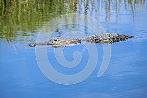 Alligator Swimming in a River #1