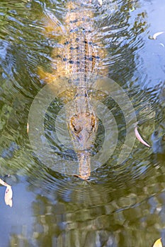 Alligator swimming in a river in HARTLEY’S CROCODILE ADVENTURES