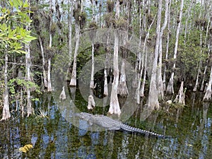 Alligator swimming in the shallow water in Big Cypress National Preserve