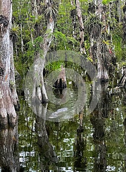 Alligator swimming in the shallow water in Big Cypress National Preserve