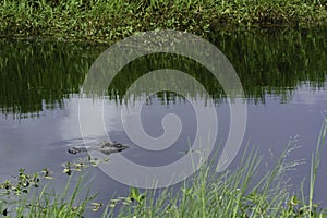Alligator swimming in a small pond in the Cameron Parish National Wildlife Refuge