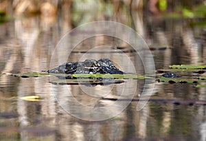Alligator swimming submerged in the swamp with lily pads
