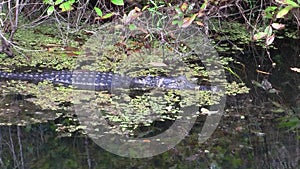 Alligator swimming in the swamp of the everglades, Florida