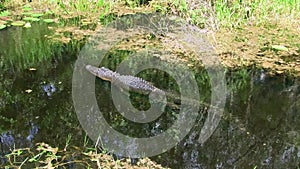 Alligator swimming through swamp in the everglades in Florida