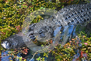 Alligator Swimming in a Swamp photo