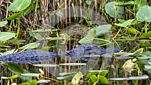 Alligator swimming in the water next to the Shark Valley Trail in the Everglades National Park in Florida.