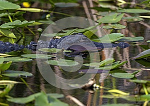 Alligator swimming in the water next to the Shark Valley Trail in the Everglades National Park in Florida.