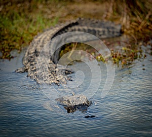 Alligator Swims into Clear Pool