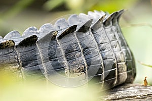 Alligator tail showing tall epidermal scutes scales