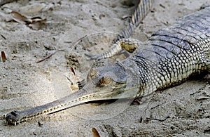 Alligator taking rest in sand