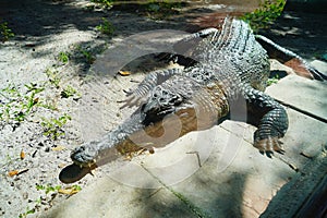 Alligator is taking sun bath in Busch garden