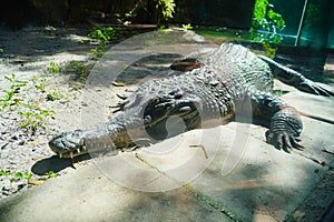 Alligator is taking sun bath in Busch garden