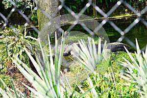 Alligator is taking sun bath in Busch garden