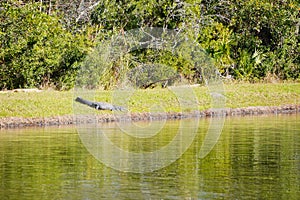 Alligator is taking sun bath  in New Tampa Area pond