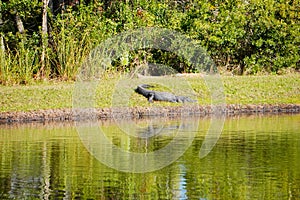 Alligator is taking sun bath  in New Tampa Area pond