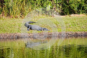 Alligator is taking sun bath  in New Tampa Area pond