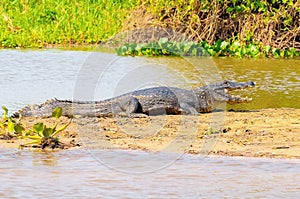 Alligator taking a sunbath on a sandbank on the margins of a riv