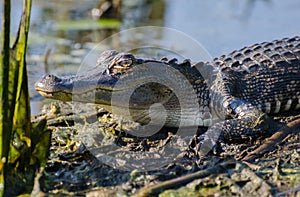 Alligator teeth Closeup, Savannah National Wildlife Refuge