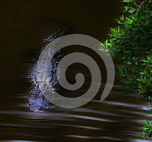 The alligator is a terrifying creature to see in or out of its environment