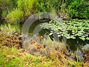 Alligator tour in everglades national park