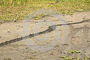 Alligator trail left in the mud at Orlando Wetlands Park. photo