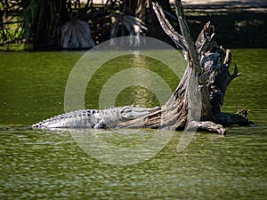 Alligator with tree