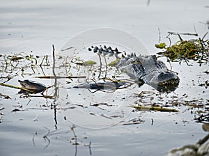 Alligator with a turtle in its mouth