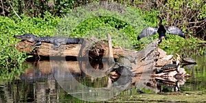 Alligator, Turtles, Anhinga