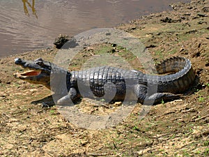 Alligator