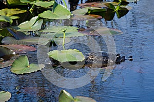 Alligator Under Lily Pad