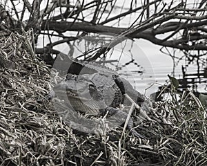 Alligator in Vegetation