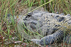 Alligator warming itself in Everglades National Park
