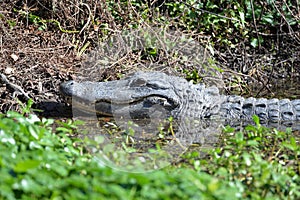 The alligator watches its young play in the marsh water honing their hunting skills