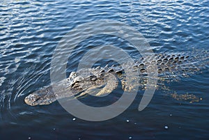 Alligator in water