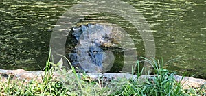 Alligator in water Busch Gardens