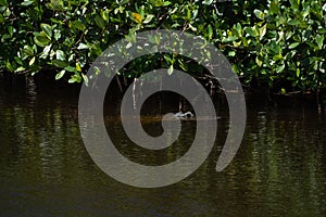 Alligator in water in Everglades