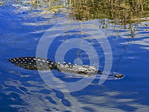 Alligator water Everglades Florida