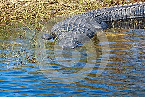 Alligator water Everglades Florida