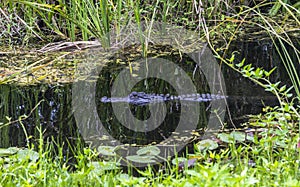 Alligator in water, Everglades, Florida