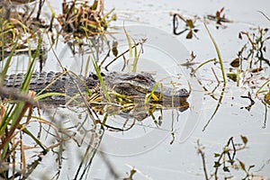 Alligator in the water at Huntington Beach State Park