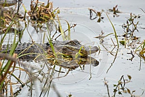 Alligator in the water at Huntington Beach State Park
